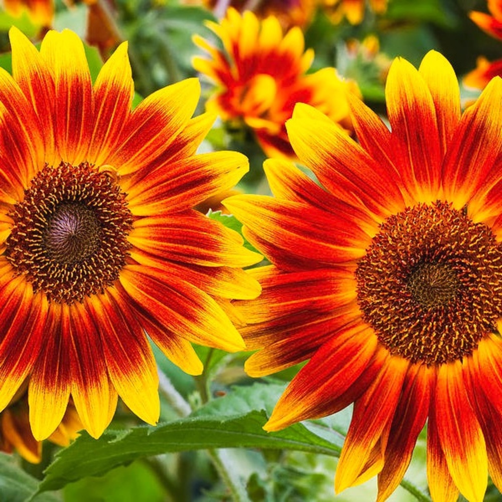 Ring of fire sunflower seeds